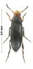 Anaspis frontalis